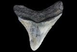 Bargain, Megalodon Tooth - North Carolina #76342-1